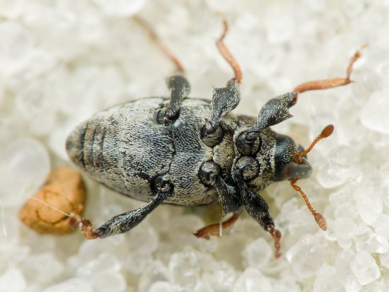 Coryssomerus capucinus (Beck, 1817)